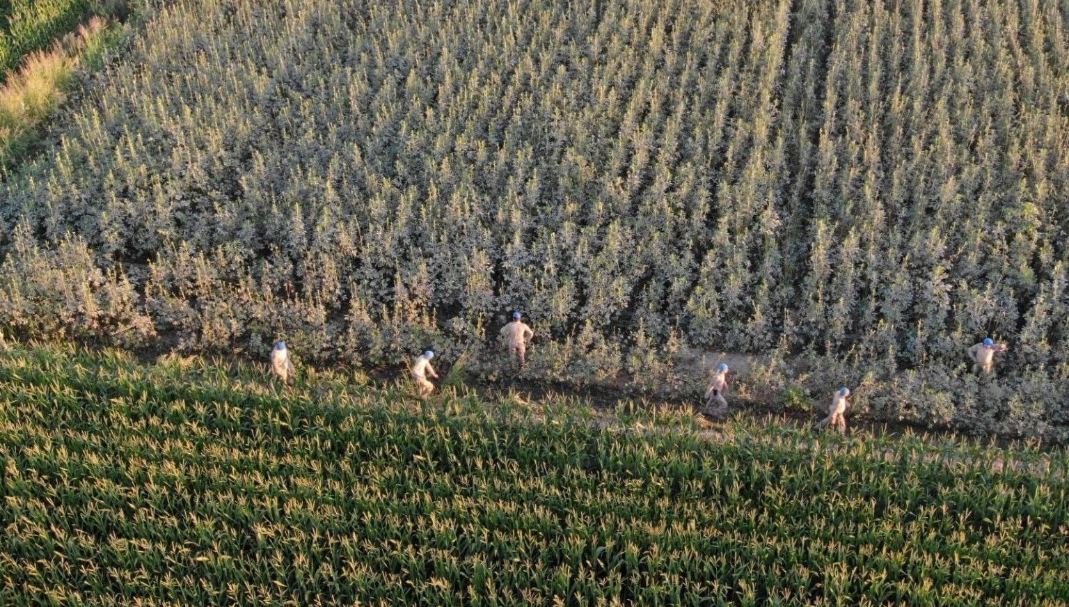 aydinda37 kok kenevir ele gecirildi NxnMzLJ5