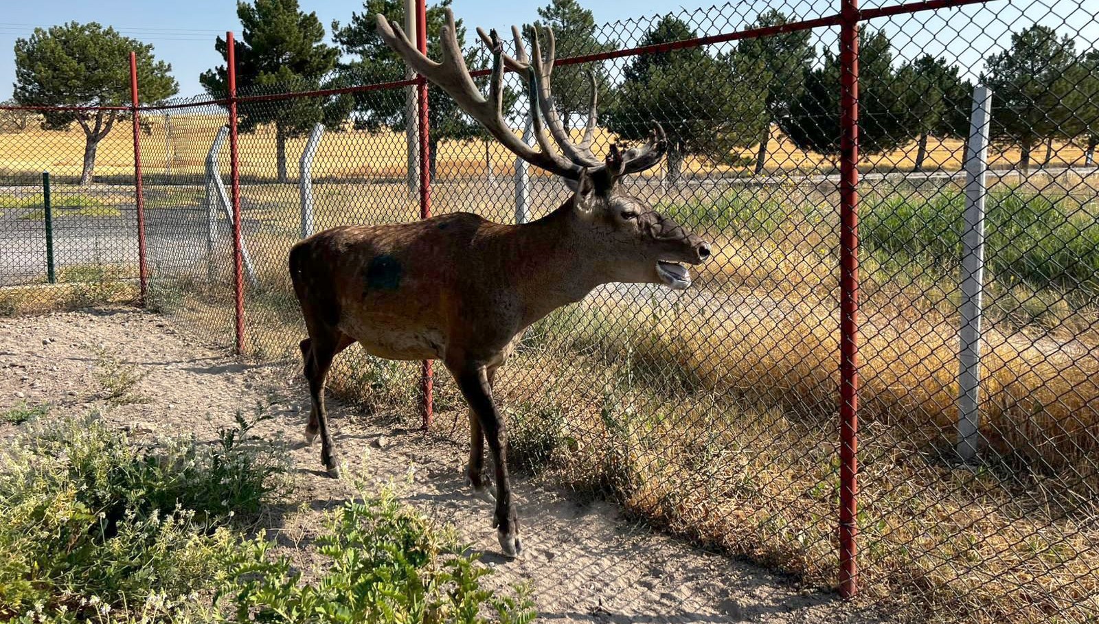 olumcul beyin kurdu salgini yeni test gelistirildi 5DbINi2W