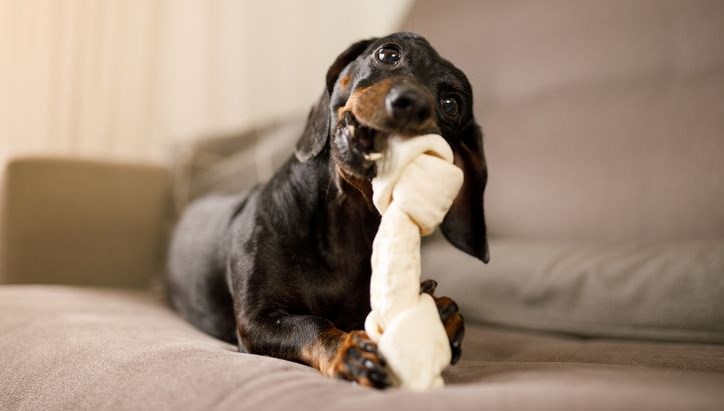 kopekler oyuncaklarina kumar benzeri bagimlilik gelistiriyor 43yS1D94