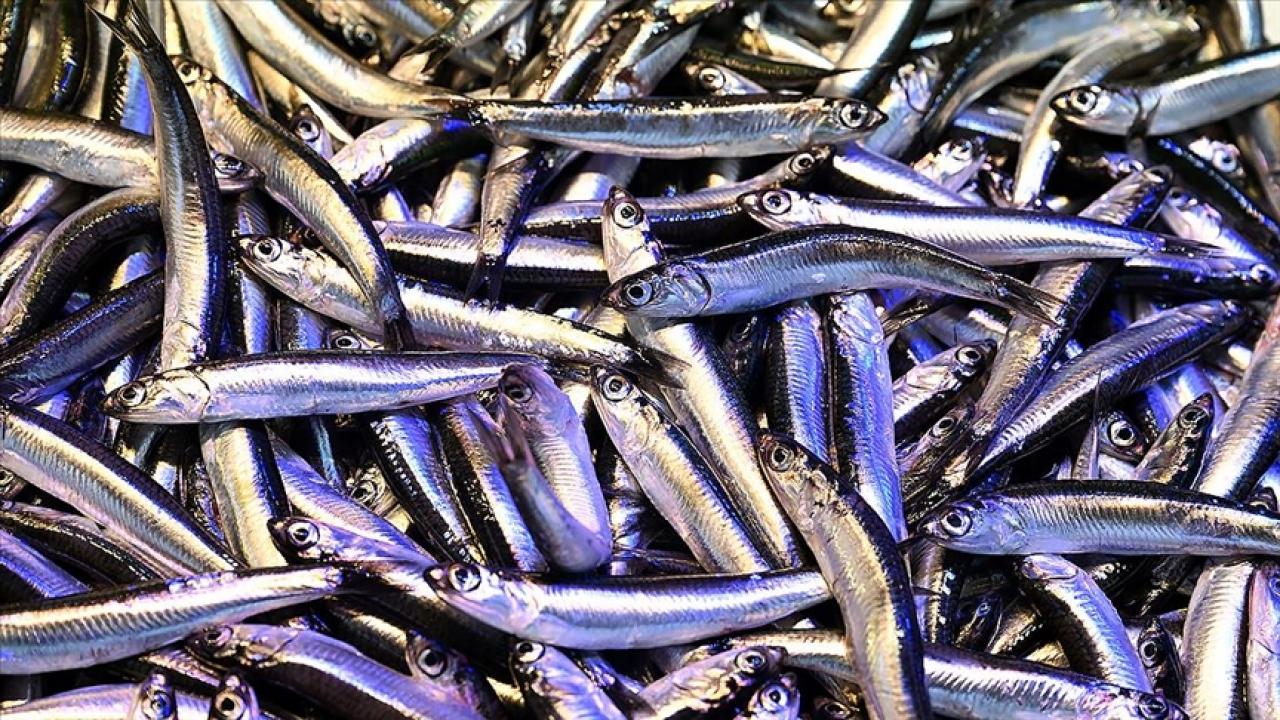 trabzonda hamsinin kilogrami 200 liradan satiliyor 5tEDijIY