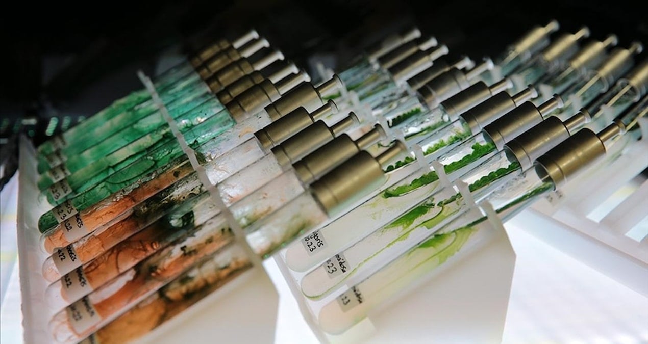 turk bilim insanlarindan dunya capinda bulus murekkep baligindan dogal gunes kremi HruECuLm.jpg