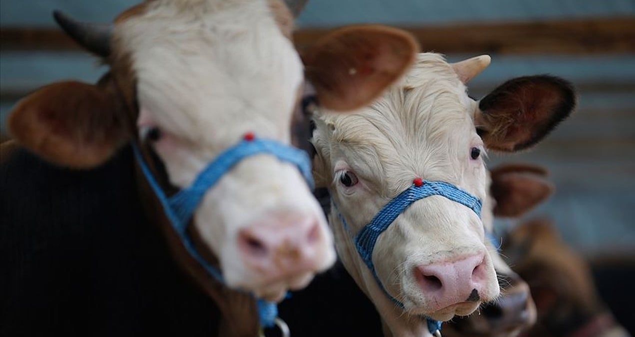 2026 Kurban Bayramı İçin Hayvan Fiyatları: İl İl Güncel Bilgiler