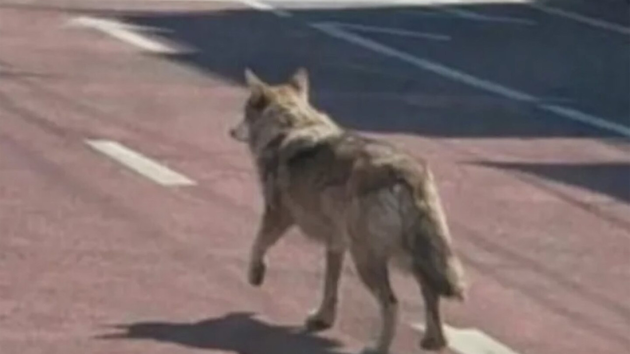 Kaçan Kurtun Dijital Macerası: Yapay Zeka ve Hapis İhtimali