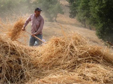 Toros daglarinin zirvesinde zaman durdu makinenin giremedigi yerde asirlik yontem ile hasat LKshIUzR