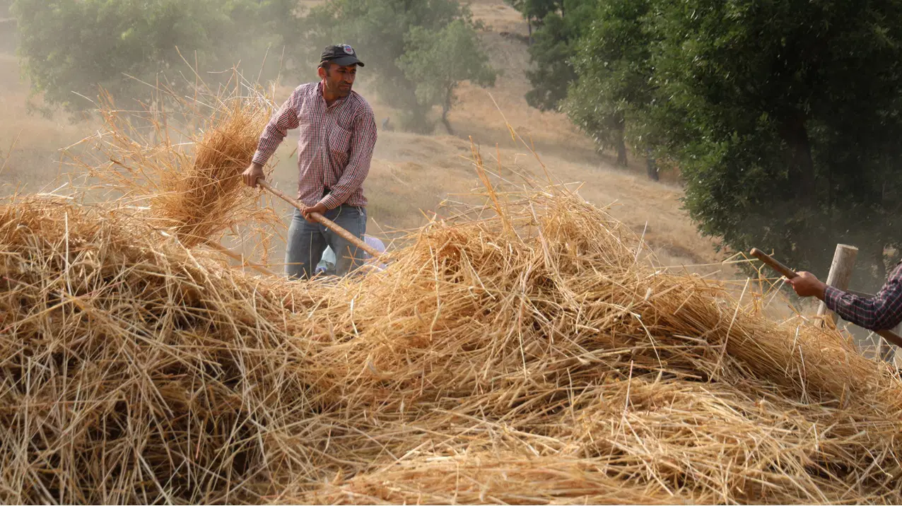 Toros daglarinin zirvesinde zaman durdu makinenin giremedigi yerde asirlik yontem ile hasat LKshIUzR